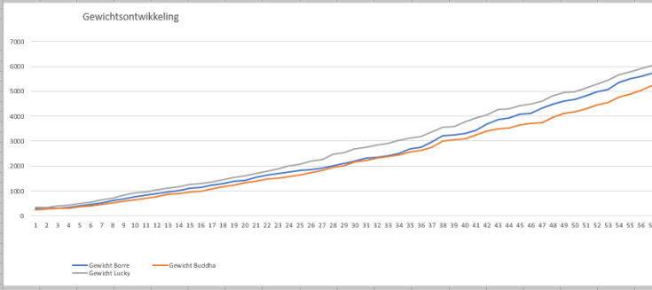 gewichtsontwikkeling 19-09-2017