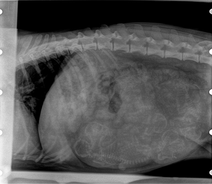 Pepping_Jessie_24072017-1