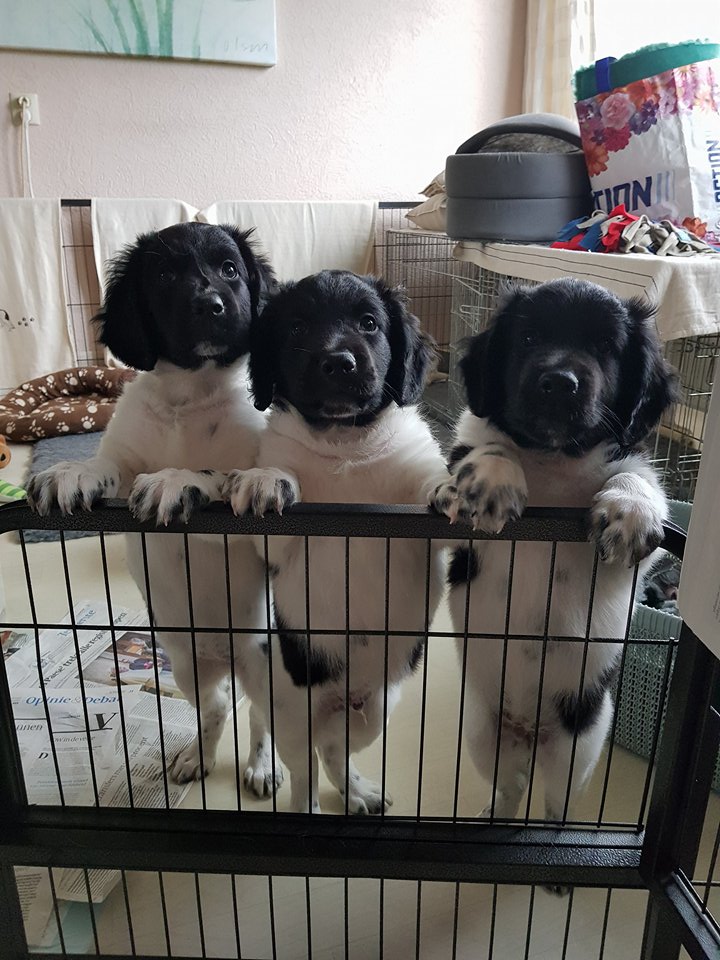 22016453_1645897768767527_1828465854_n