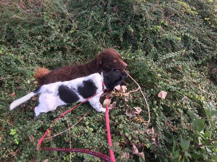 22497801_1666379340052703_2065340548_n